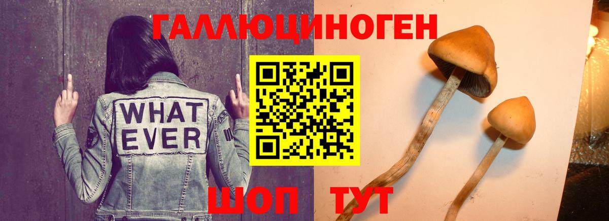 Псилоцибиновые грибы прущие грибы Малгобек